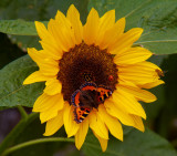 sunflower and insects 2.jpg