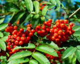 berries of rowan tree .jpg