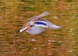 flying duck 1.jpg