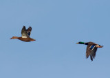 flying ducks 2.jpg
