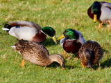 ducks feeding.jpg