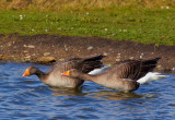greylag geese 3.jpg
