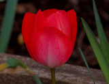 red tulip 2.jpg