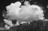 cloud and trees 2.jpg