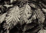 raindrops on copper  beech leaves 4.jpg