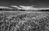 cornfield 