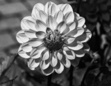 dahlia flower 1.jpg