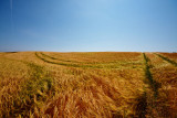 cornfield 7.jpg