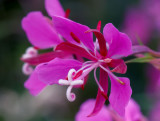 pink flower 1.jpg
