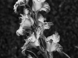 gladioli 2.jpg