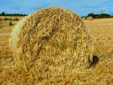 straw bale 2.jpg