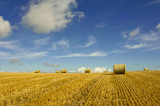 harvested field 3.jpg