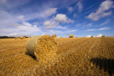 harvested fields 4.jpg