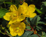 hypericum.jpg