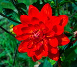 red dahlia 