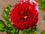 red aster.jpg
