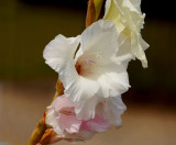 white gladiloli.jpg