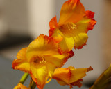 red and yellow galioli.jpg