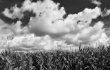 maize and cclouds 2.jpg