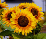 sunflowers 2.jpg