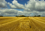 harvest at loftus hall.jpg