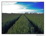 Tracks Through a Wheat Field
