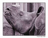 Glum Rhino