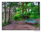 Forest Walk