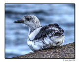 Black Guillemot