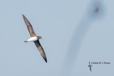 Tahiti Petrel