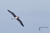 Tahiti Petrel