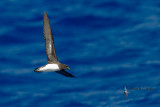 Tahiti Petrel