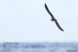 Streaked Shearwater