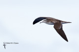 Streaked Shearwater