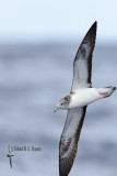 Streaked Shearwater