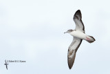 Streaked Shearwater