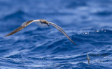 Bullers Shearwater