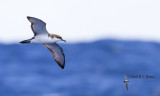 Bullers Shearwater