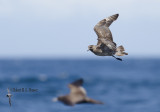 Pomarine Jaeger