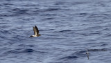 New Caledonian Storm-Petrel