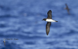 Tahiti Petrel