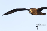 Grey-faced Petrel