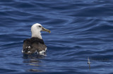 Bullers Albatross