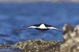 South Island Pied Oystercatcher2