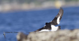 South Island Pied Oystercatcher3