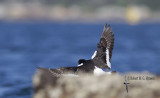 South Island Pied Oystercatcher4