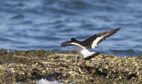 South Island Pied Oystercatcher15