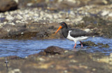 South Island Pied Oystercatcher