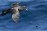 White-chinned petrel