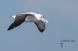 Southern Royal Albatross